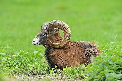 《我的世界》官方预告基岩版即将推出“旁观者模式”