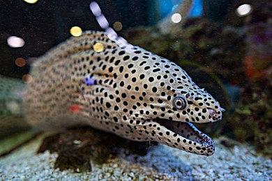 3A级开放世界《特种部队》游戏正开发中